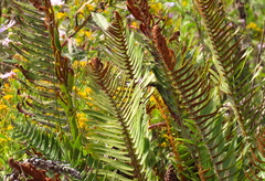 Polystichum imbricans