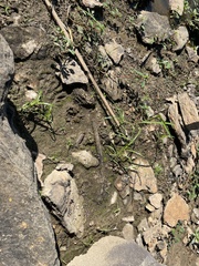 Cyperus erythrorhizos