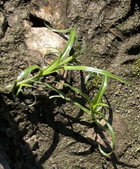 Cyperus erythrorhizos