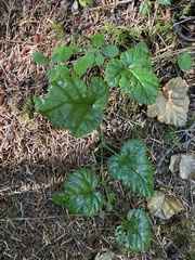 Rubus nivalis