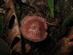 Mycena holoporphyra