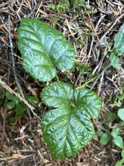 Rubus nivalis