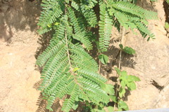 Phyllanthus emblica