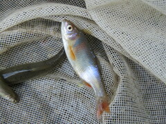 Cyprinella lutrensis