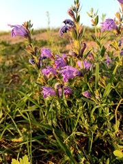 Dracocephalum peregrinum