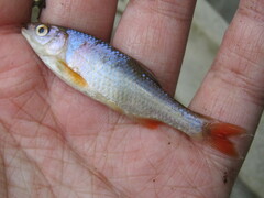 Cyprinella lutrensis