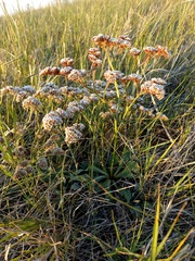 Goniolimon speciosum