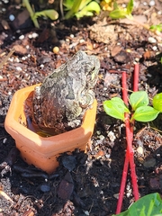 Hyla versicolor