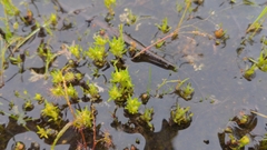 Siloxerus multiflorus