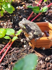 Hyla versicolor