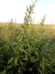 Urtica cannabina