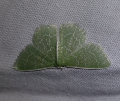 Synchlora frondaria