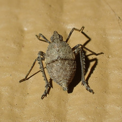 Orgeriinae