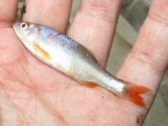 Cyprinella lutrensis