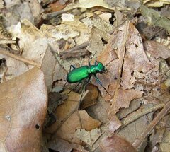 Cicindela sexguttata