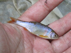 Cyprinella lutrensis