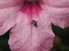 Charagochilus