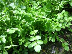 Nasturtium officinale