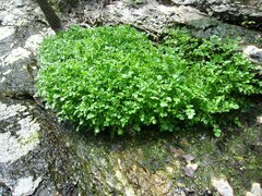 Nasturtium officinale