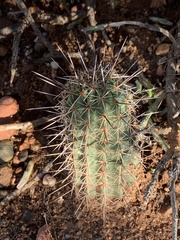 Echinocereus engelmannii fasciculatus