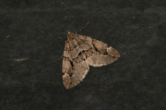 Thera juniperata