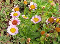 Erigeron glaucus