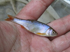 Cyprinella lutrensis