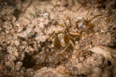 Lasius