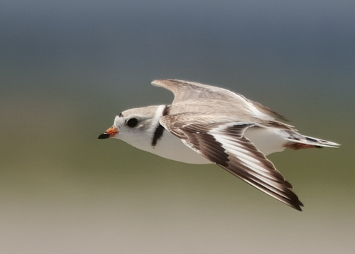 Piping Plover