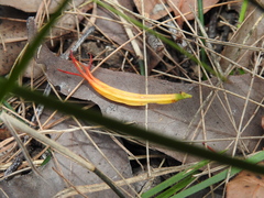 Dendrophthoe glabrescens