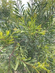 Acacia provincialis