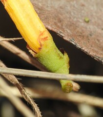 Dendrophthoe glabrescens