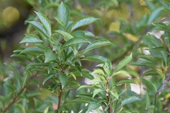 Prunus spinosa