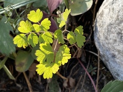 Thalictrum occidentale