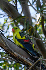 Polytelis anthopeplus