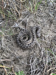 Heterodon nasicus