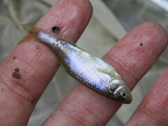 Cyprinella lutrensis