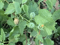 Abutilon parvulum