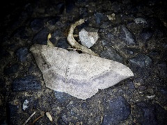 Luxiaria amasa