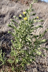 Dittrichia graveolens