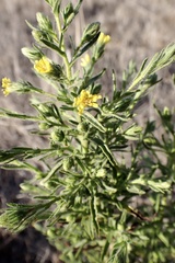 Dittrichia graveolens