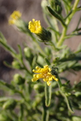 Dittrichia graveolens