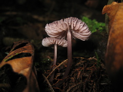 Mycena holoporphyra