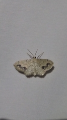 Scopula compensata