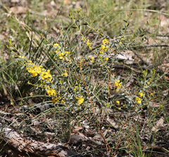 Acacia decora