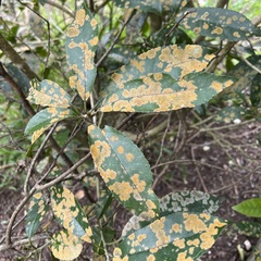 Cephaleuros lagerheimii