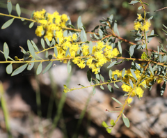 Acacia decora