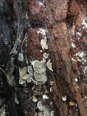 Clitopilus