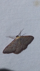 Leptostales pannaria