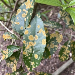 Cephaleuros lagerheimii